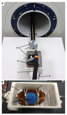 Non-invasive MRI Studies of Ventilatory and Cardiovascular Performance in Edible Crabs Cancer pagurus During Warming Under Elevated CO2 Levels
